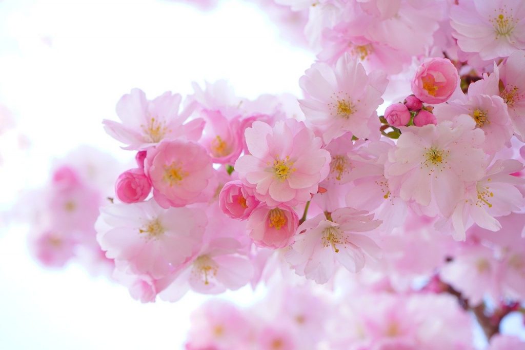 japanese cherry trees, flowers, spring